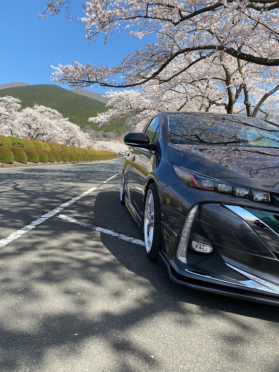 和人さんが投稿した桜とコラボ🌸・プリウスPHV・みのちゃん工房・ひとりぼっちドライブ・富士霊園に関するカスタム事例の投稿画像2枚目