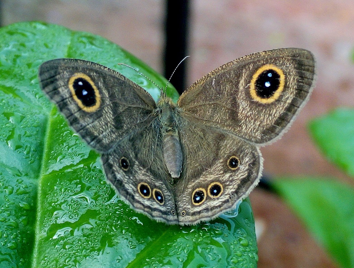 Sahyadri Common Five-ring