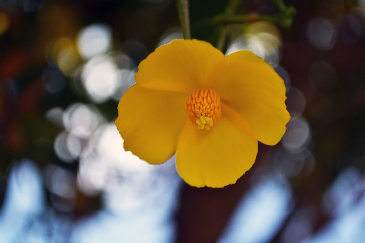 Bush Poppy