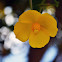 Bush Poppy