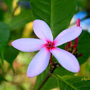 Shrub Vinca