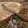 Eastern Garter Snake