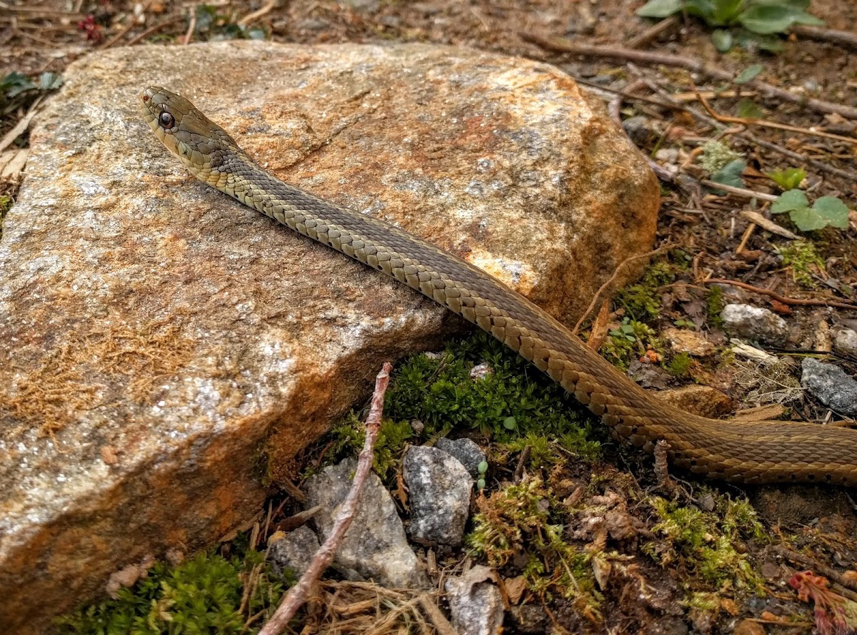 Eastern Garter Snake