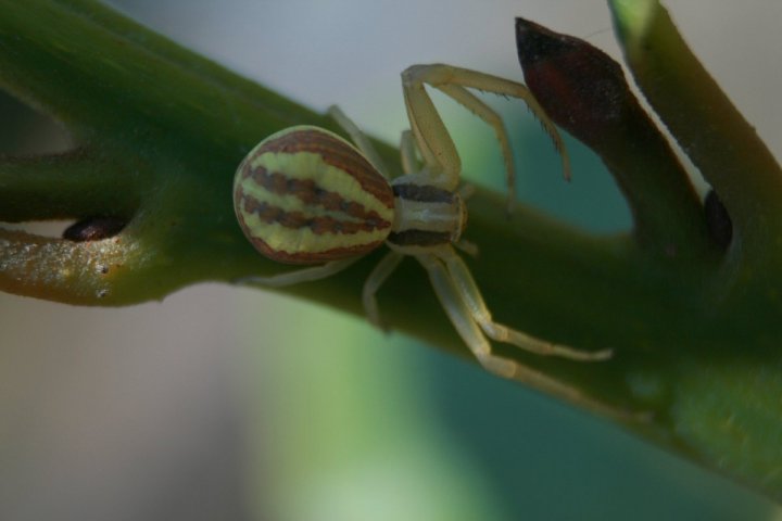 Ragnetto di maspier