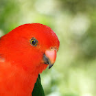 King parrot