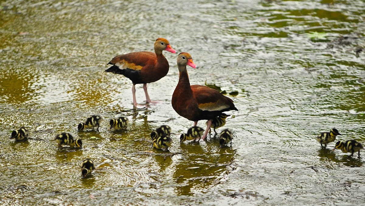 Black-bellied Whistling-Duck