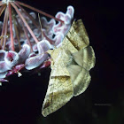 Erebid Moth