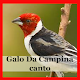 Download Galo De Campina Canto For PC Windows and Mac 1.0