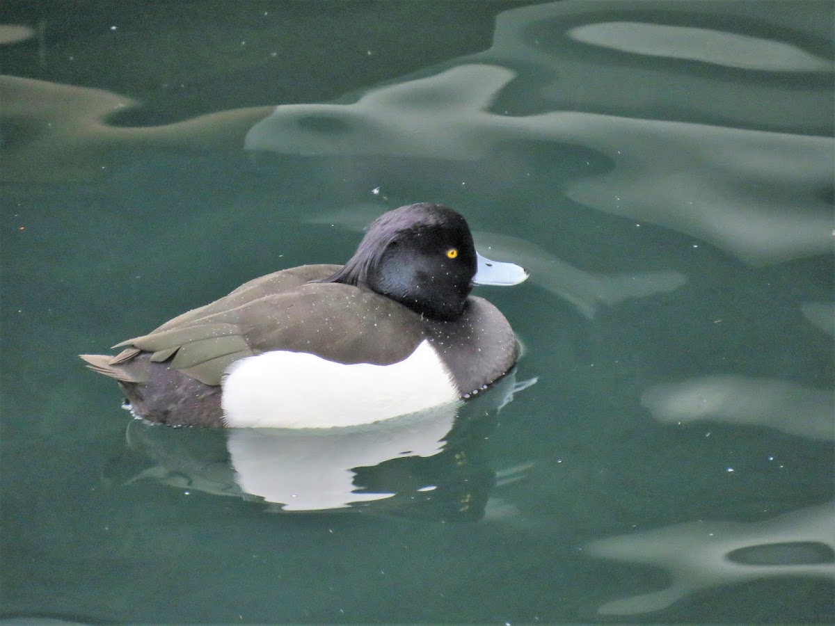 Tufted duck