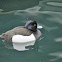 Tufted duck