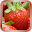 Strawberry Live Wallpaper Download on Windows