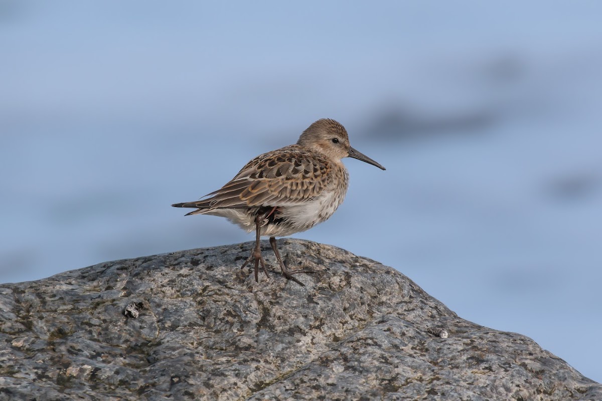 Dunlin