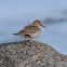 Dunlin