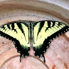 Western Swallowtail