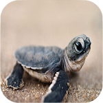 Cover Image of Télécharger Turtle Wallpapers 1.3 APK