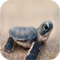 Turtle Wallpapers