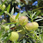 Balloonplant, Balloon cotton-bush, Bishop's balls, Nailhead, or Swan plant