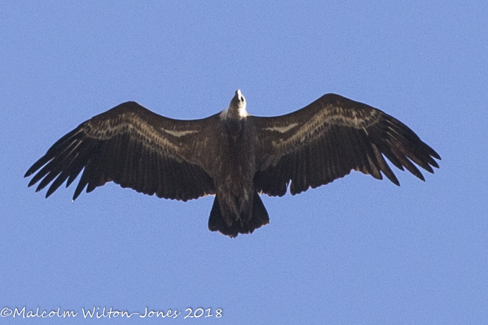 Griffon Vulture; Buitre Leonado