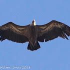 Griffon Vulture; Buitre Leonado