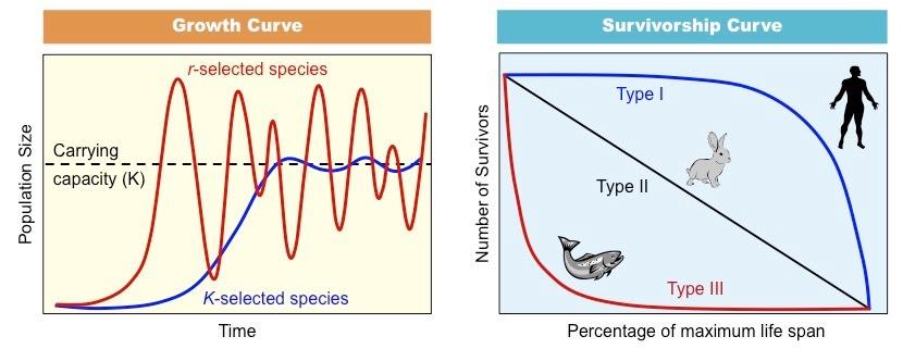 r/K Selection Theory