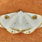 Argyrotome alba moth