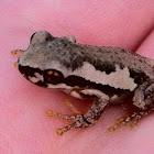 Bleating tree frog