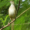 Striated Grassbird