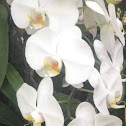 Moth Orchids