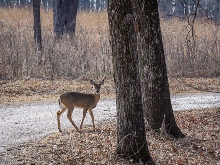 White-tailed deer