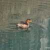 little grebe