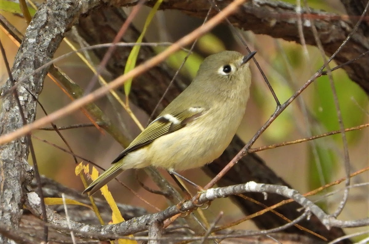 Ruby-crowned kinglet