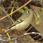 Ruby-crowned kinglet