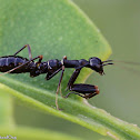 Asian Ant Mantis