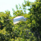 Little Blue Heron (immature)