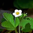 Wild Strawberry