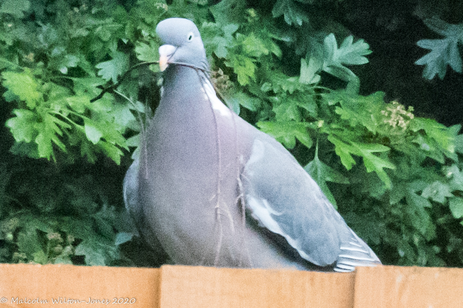 Woodpigeon