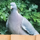 Woodpigeon