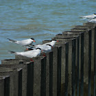 Common Tern