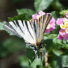 Iphiclides podalirius