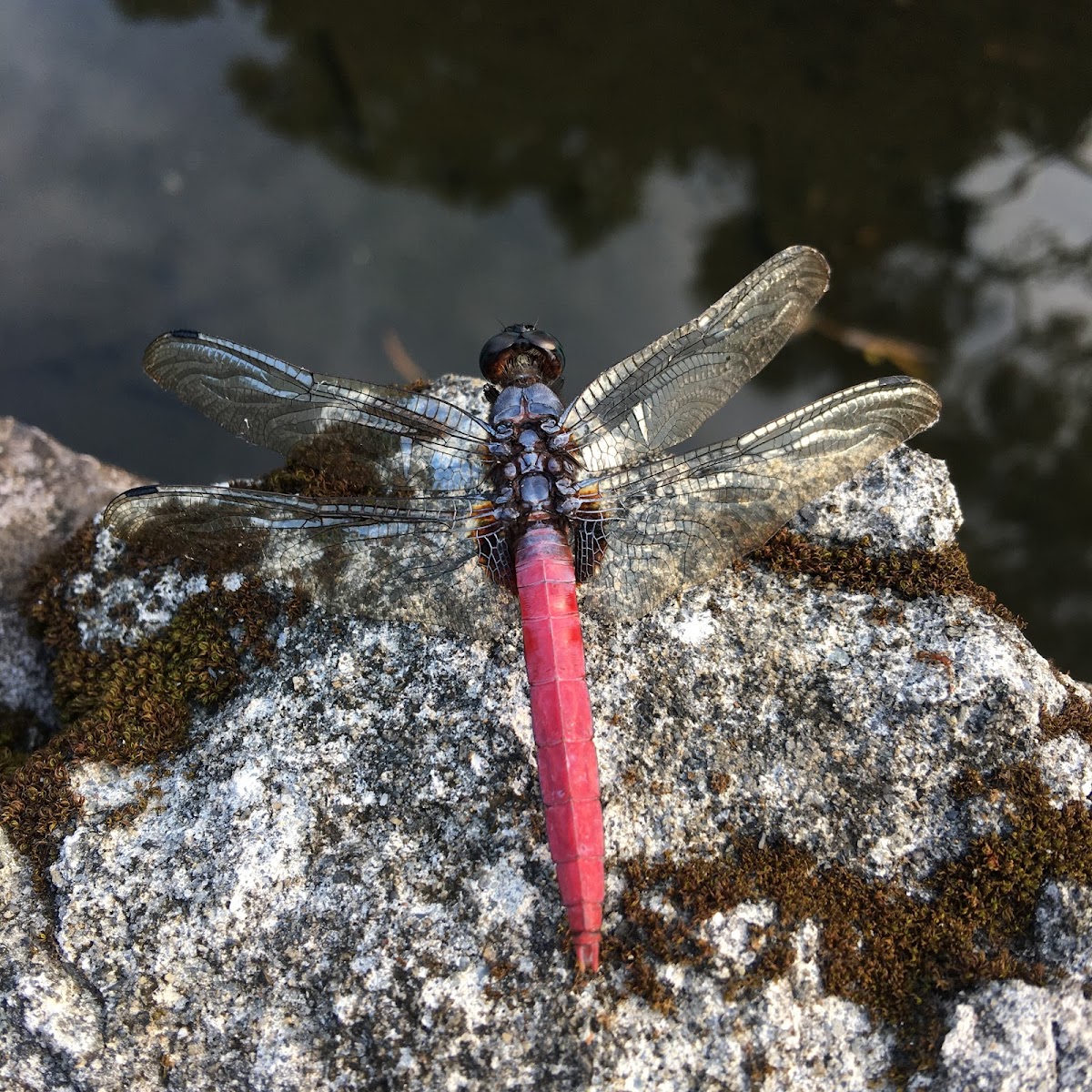 Dragonfly