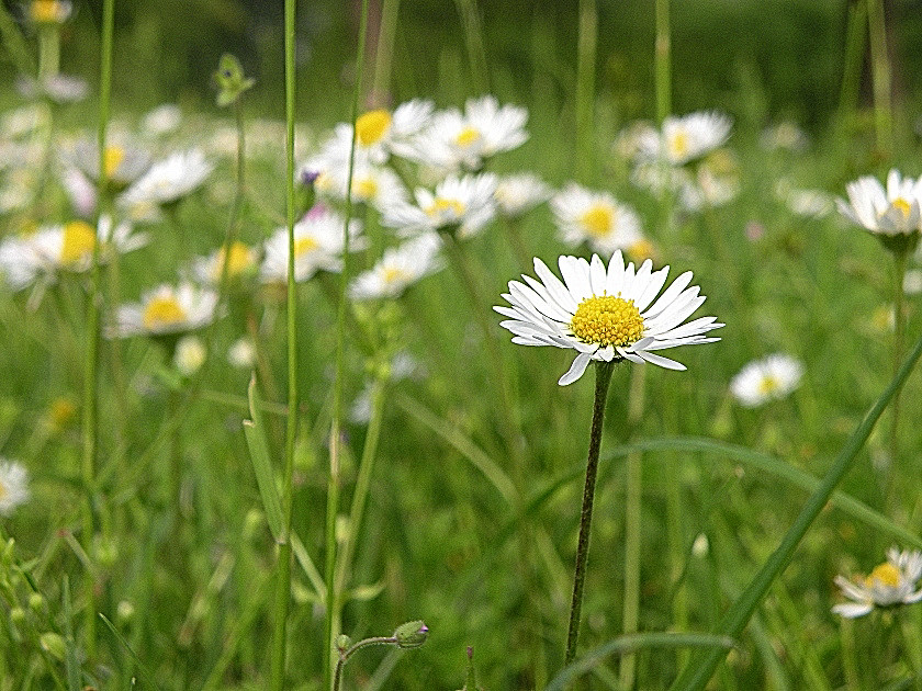 Primavera di Wilmanna