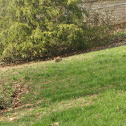 Eastern Cottontail Rabbit