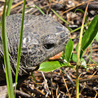 Gopher Tortoise