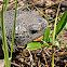 Gopher Tortoise