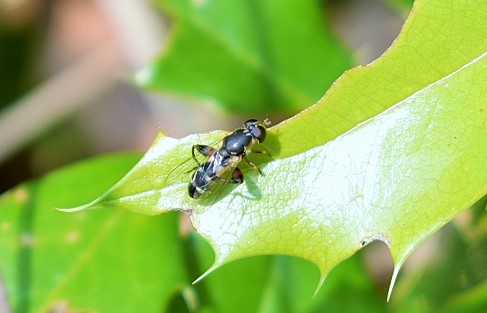 Thick-legged hoverfly