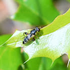 Thick-legged hoverfly