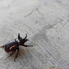 Three Horned Beetle