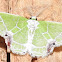 Spring Silk moth