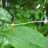 Yellow Bush Dart, Yellow Featherlegs