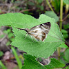 Herperidae Butterfly - Mariposa Hesperide